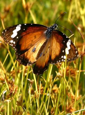 May 5. Painted Lady butterfly