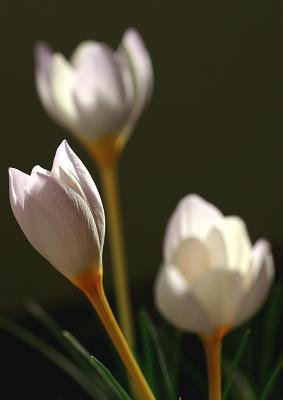May 6.  Crocus