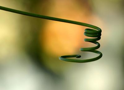 May 12. Tendril