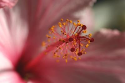 May 16. Hibiscus