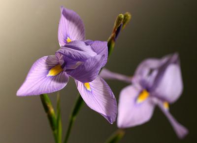 May 17. Moraea
