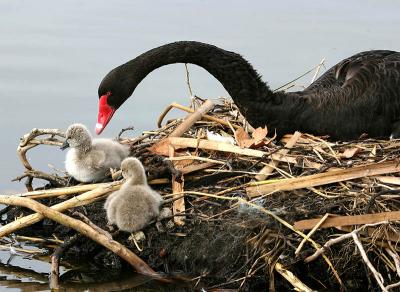 Black Swan with cygnets