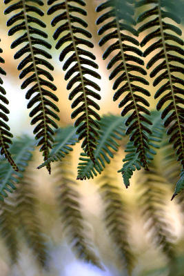 June 18. Tree ferns