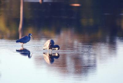 June 24. White faced Heron at sundown