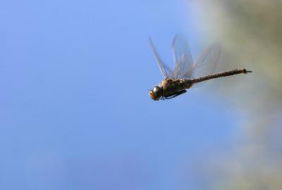 July 3. Hemianax papuensis (Australian Emperor)