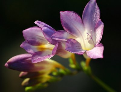 August 13. Freesia in  afternoon sunlight.