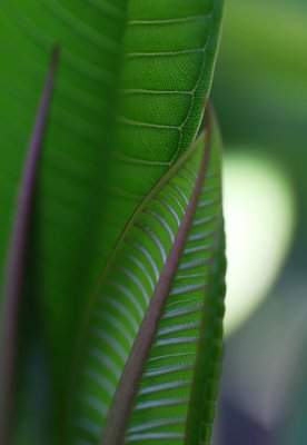 Frangipani leaves