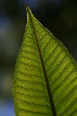 Backlit Frangipani leaf