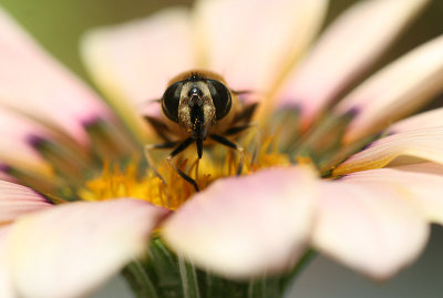 Bee in a Gazania