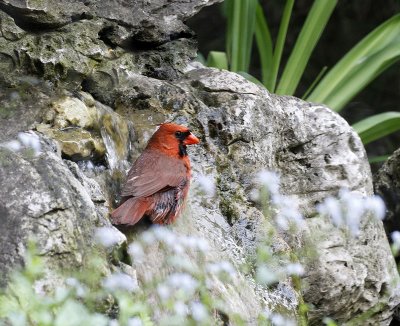 Cardinal