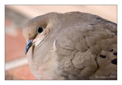 Dove