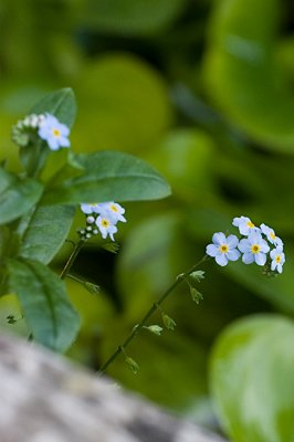 Forget-me-not