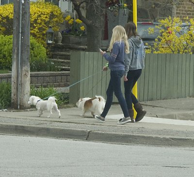 2 ladies, 2 dogs