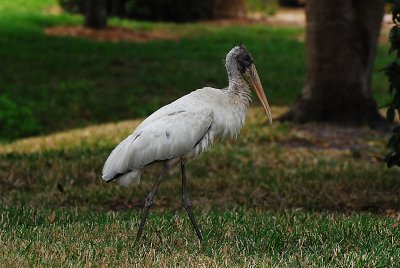 Pelican Pointe, Venice, Florida