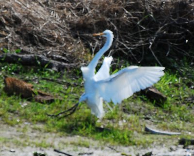 Myakka State Park, Florida