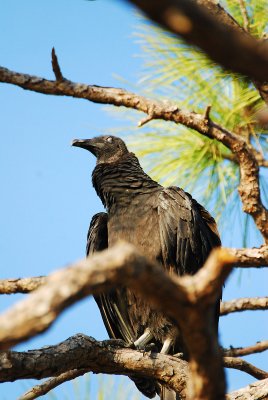 Venice Rookery, Venice, Florida