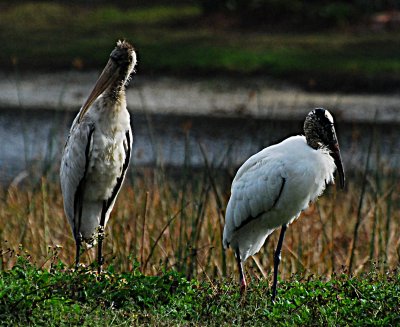 Pelican Pointe, Venice, Florida