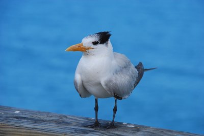 Sharkey's Pier, Venice, Florida