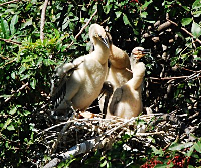 Venice Rookery, Venice, Florida