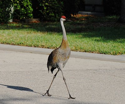 Pelican Pointe, Venice, Florida