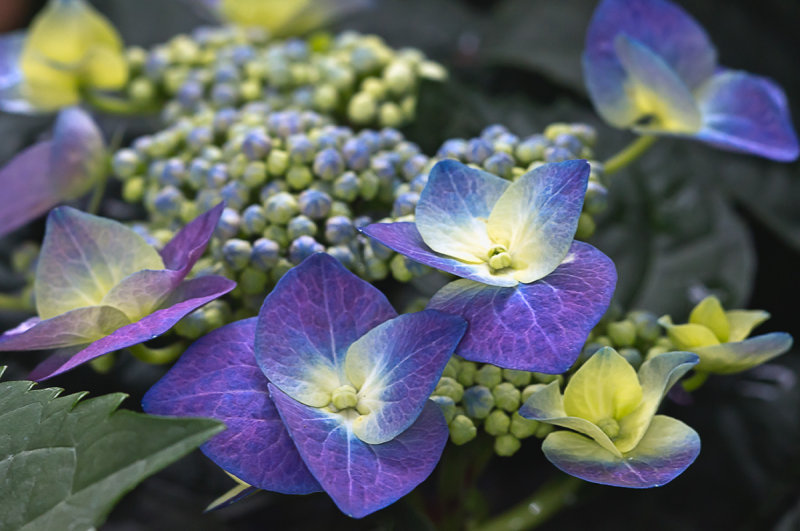 Flowers from Mitchell Domes