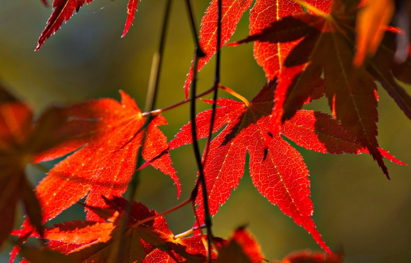 Japanese Maple