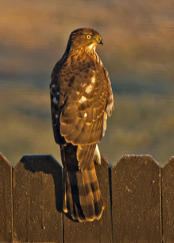 Hungry Visitor