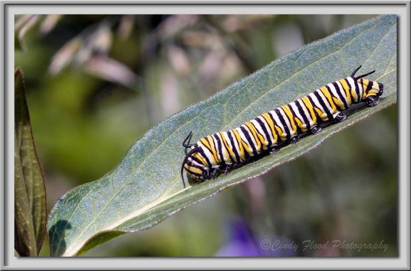 Larva