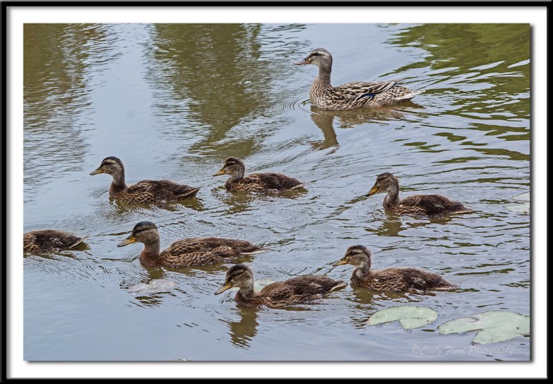 Duck Family