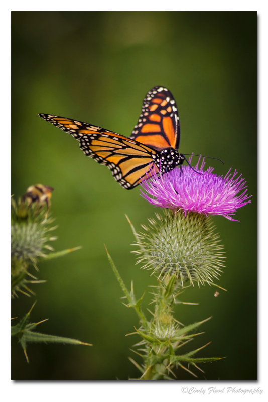 Monarch on a Thistle