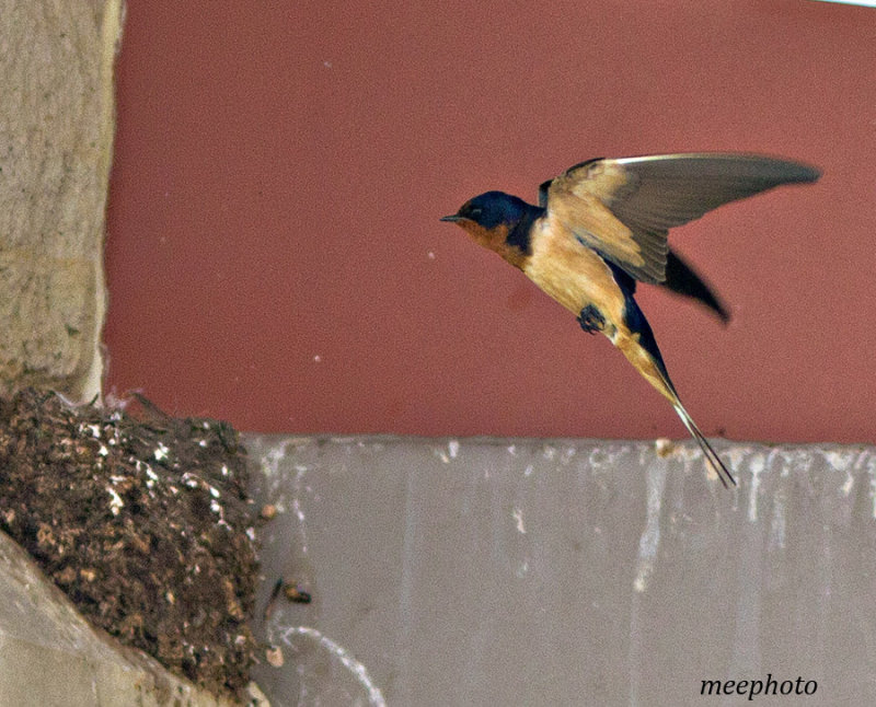 Swallow Landing