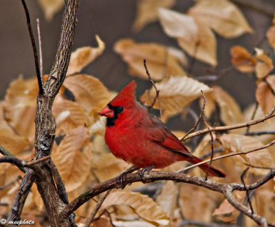 Cardinal