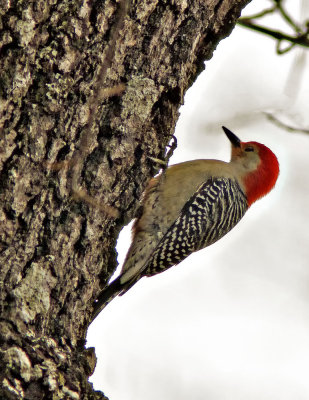 Red-Bellied Woodpecker