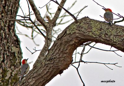 What's Better than ONE Red-Bellied Woodpecker?