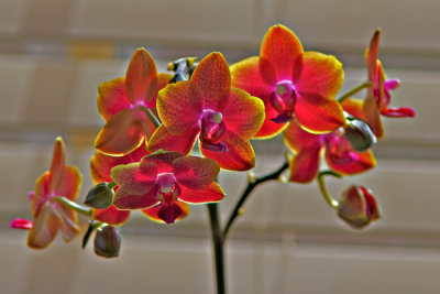 Backlit Orchid