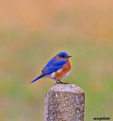 Eastern Bluebird