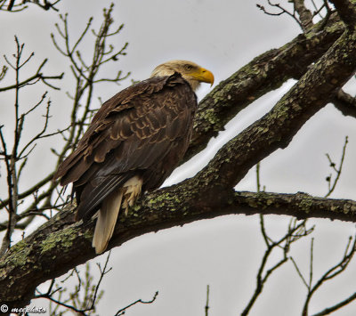 A Noble Profile