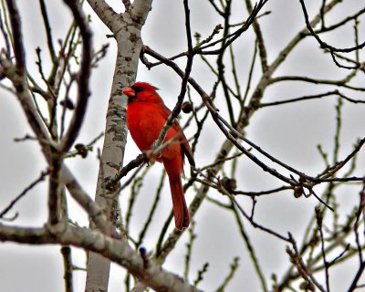 A Flash of Red