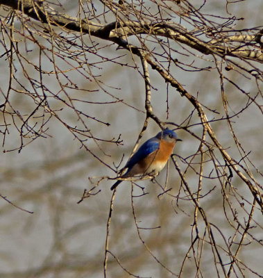 A Bluebird