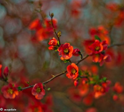 Evening Light