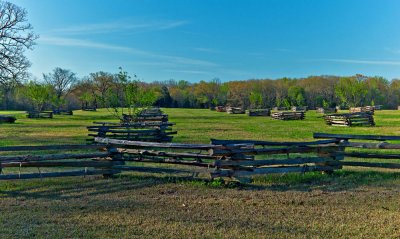 Peach Orchard