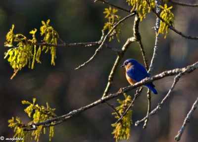 Eastern Bluebird