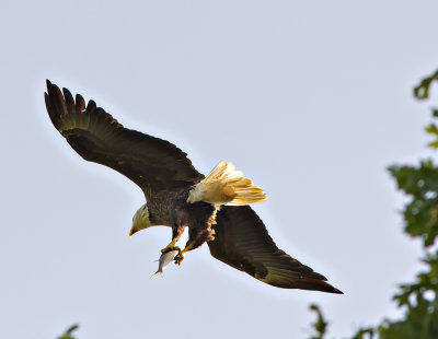 Fly-Over