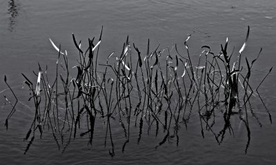 Marsh Grasses