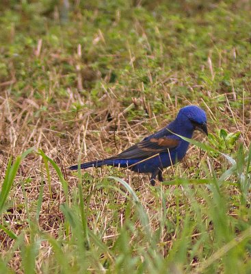 Blue Grosbeak!