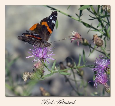 Red Admiral