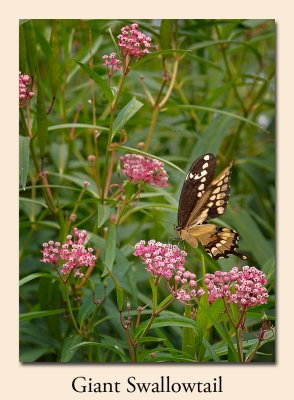 Giant Swallowtail