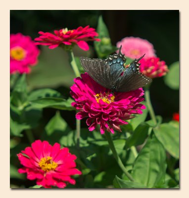Spicebush Swallowtail Showing Its Beauty