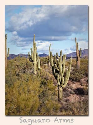 Saguaro Arms