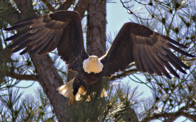 Moment of Flight